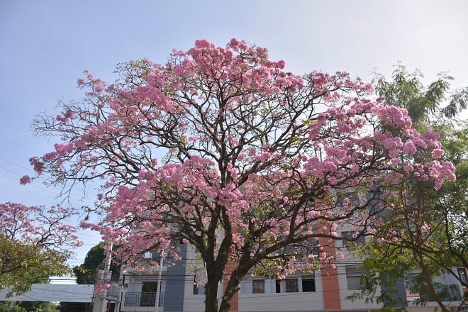 Un orgullo de Paraguay: 11 hermosas postales del lapacho rosado