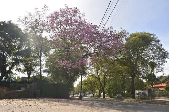 Un orgullo de Paraguay: 11 hermosas postales del lapacho rosado