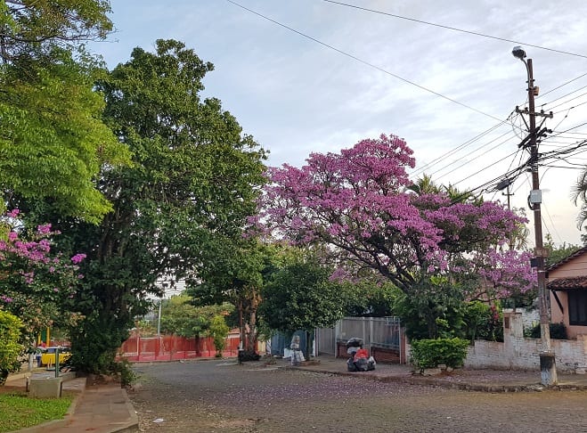 Un orgullo de Paraguay: 11 hermosas postales del lapacho rosado