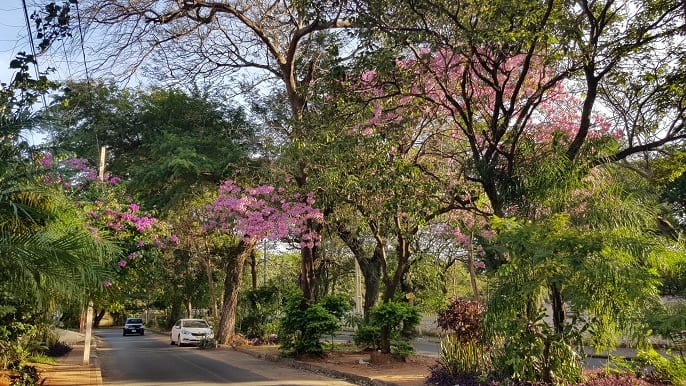 Un orgullo de Paraguay: 11 hermosas postales del lapacho rosado