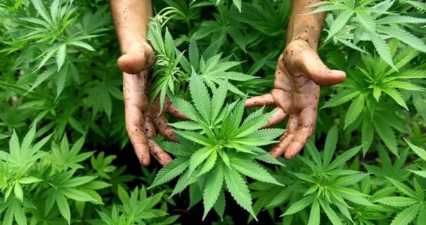 Las 10 verdades del hombre condenado por usar cannabis medicinal