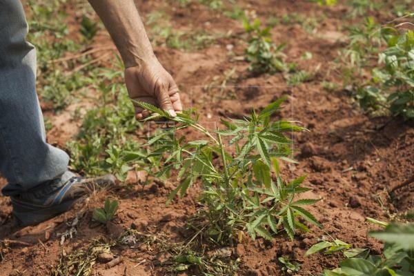 Cannabis legal en Paraguay: 10 datos para entender lo que proyecta el Gobierno