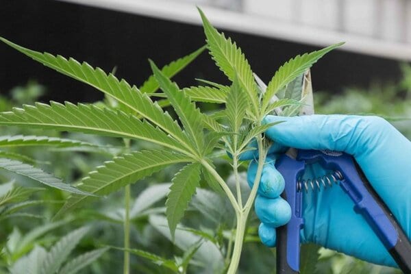Cannabis legal en Paraguay: 10 datos para entender lo que proyecta el Gobierno
