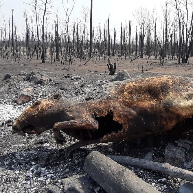 13 desgarradoras imágenes de lo que el fuego consumió en el Chaco