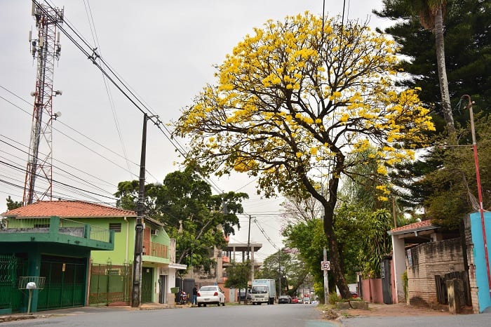 10 hermosas postales del lapacho amarillo
