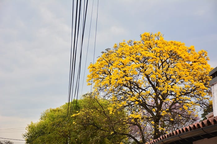 10 hermosas postales del lapacho amarillo