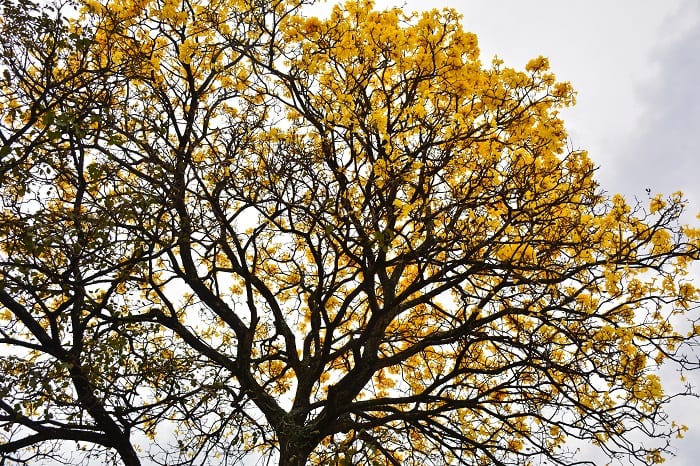 10 hermosas postales del lapacho amarillo