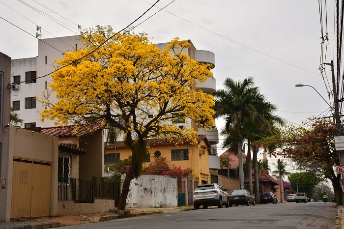 10 hermosas postales del lapacho amarillo