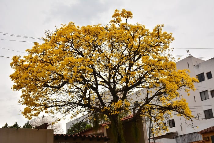 10 hermosas postales del lapacho amarillo