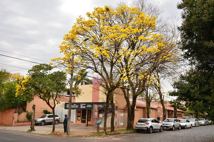 10 hermosas postales del lapacho amarillo