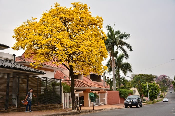 10 hermosas postales del lapacho amarillo