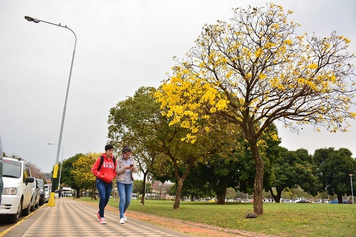 10 hermosas postales del lapacho amarillo
