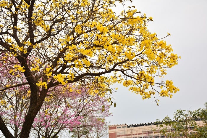 10 hermosas postales del lapacho amarillo