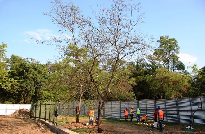10 postales de la “mudanza” de árboles en el Botánico