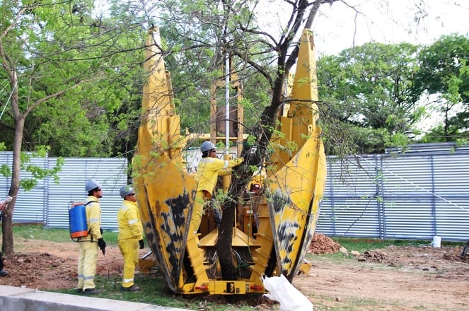 10 postales de la “mudanza” de árboles en el Botánico
