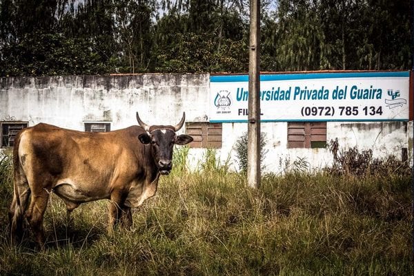10 claves sobre las “universidades de garage” que ponen en peligro la educación