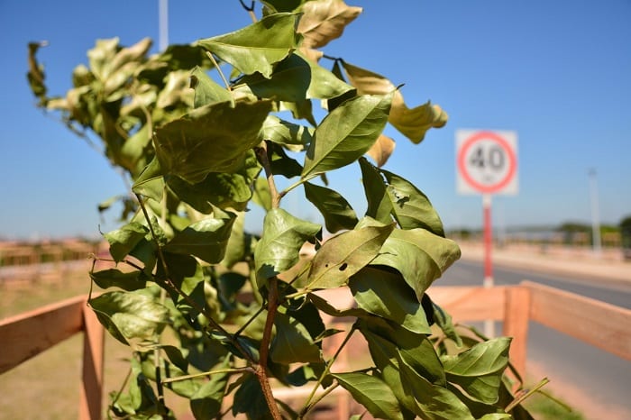 10 postales del “corredor verde” en la Costanera Norte