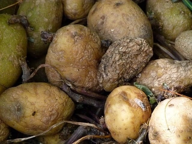 10 revelaciones de la FAO: Paraguay tiene más gente obesa que con hambre