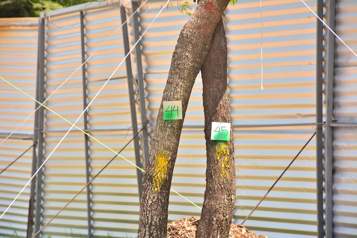 10 imágenes de cómo avanza la polémica obra del Corredor Vial Botánico