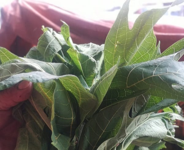 Hoja de mamón, furor de ventas en el Paseo de los Yuyos