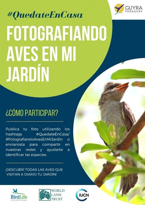 Guyra Paraguay invita a fotografiar pájaros del jardín durante cuarentena
