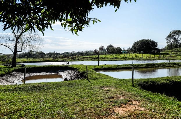 Familia participante de Tekoporã monta exitoso emprendimiento piscícola