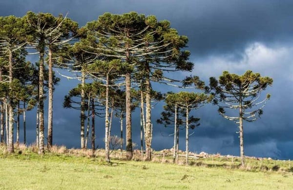 Reforestan con Pino Paraná para crear nueva reserva en Itapúa
