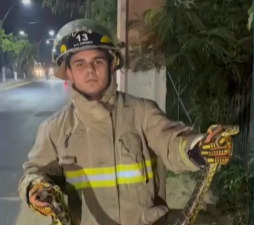 Bomberos rescatan a una enorme kuriju en zona transitada de San Antonio