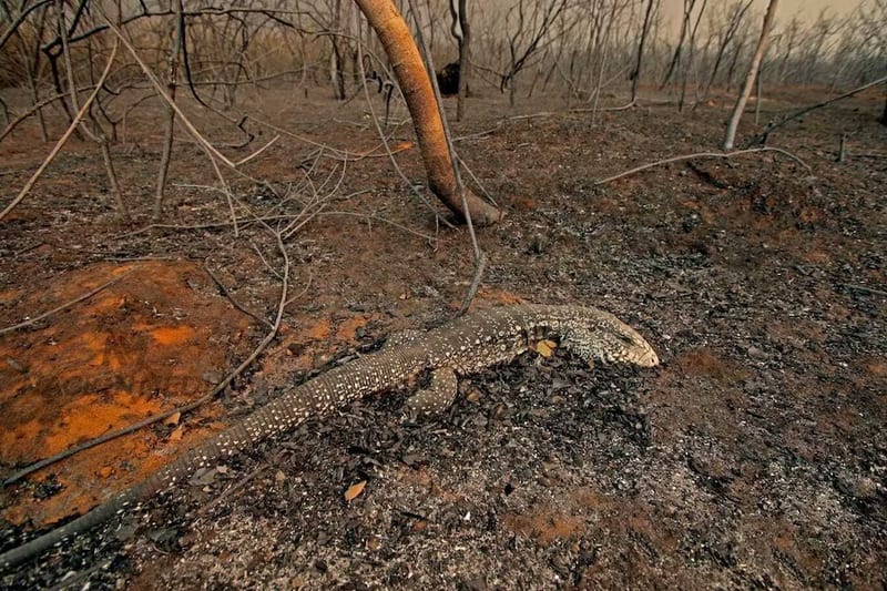 Premio Nacional de Periodismo Ambiental 2024 y la lucha contra la crisis climática