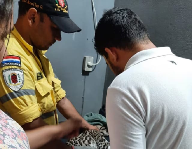 Bomberos buscan salvar a yaguareté baleado en Vallemí