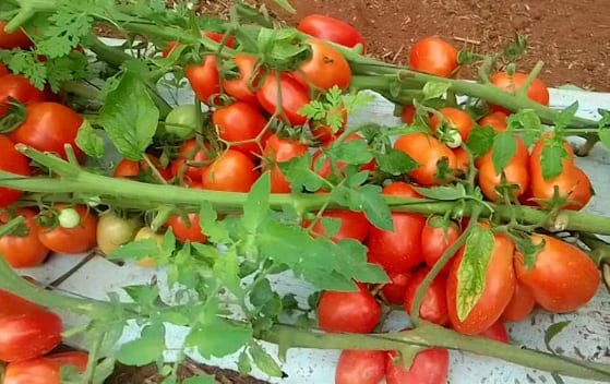 Productores de tomate en Guayaybí afectados por el contrabando