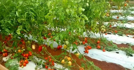 Productores de tomate en Guayaybí afectados por el contrabando