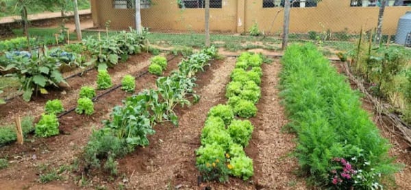 Niños de Arroyos y Esteros crean huerta escolar