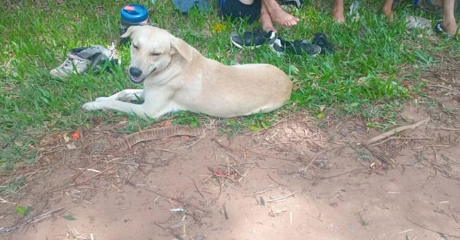 Perrito camina 70 km hasta Caacupé buscando a su dueño
