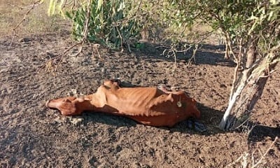 Crisis ganadera: 40.000 cabezas de ganado evacuadas por sequía en el Chaco