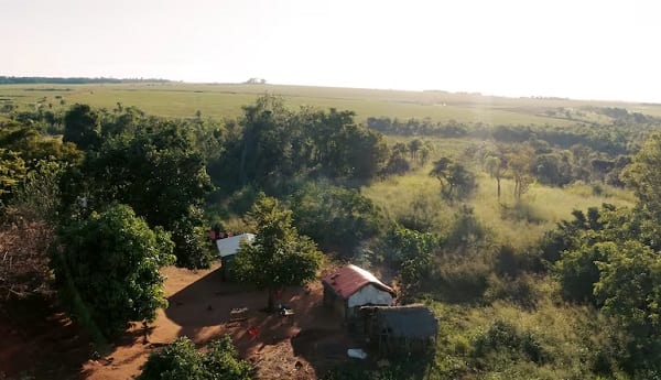 Paraguay’s Ava Guarani Community Safeguards Yerba Mate Amid Climate Threats