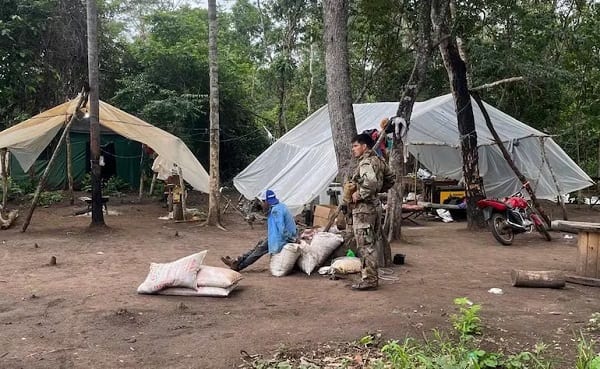 Desmantelan megainvernadero de cannabis modificado