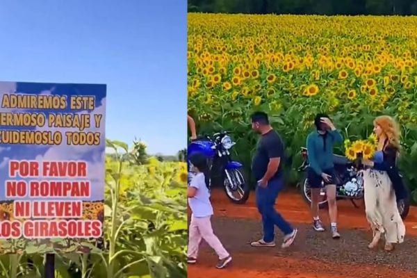 Imagen de la cobertura: Denuncian robo de girasoles en Caaguazú y anuncian restricciones a visitantes
