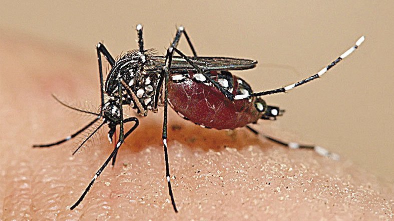 Alerta sanitaria: Aumentan casos de dengue y zika