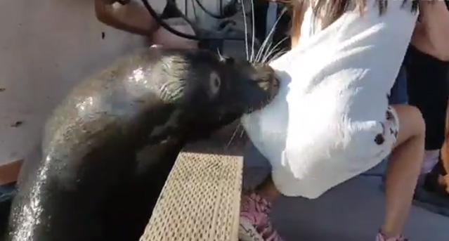 VIDEO: Terrible instante en el que un lobo marino captura a una niña y se la lleva bajo el agua