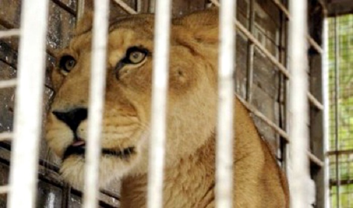 Muere leona africana del zoológico