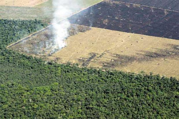 Deforestación atenta contra la vida y el futuro de paraguayos