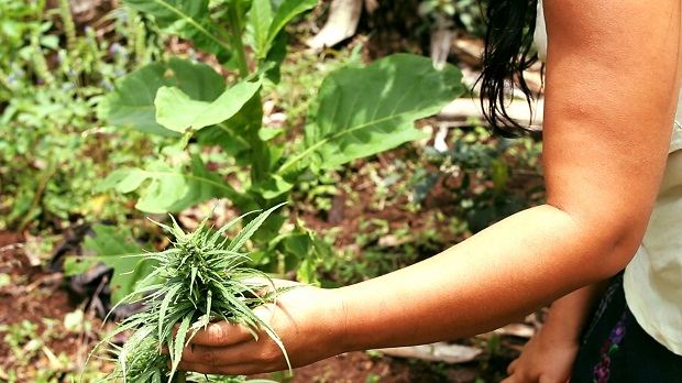 Plantean sustituir cultivos de marihuana por plantaciones lícitas