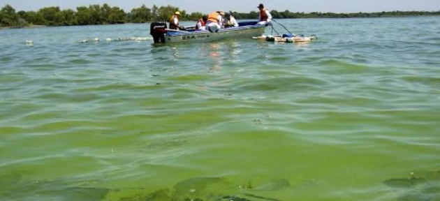 Reaparecen algas verdes en Lago  Ypacaraí