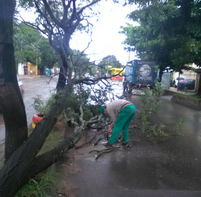 Temporal deja decenas de árboles caídos en Asunción