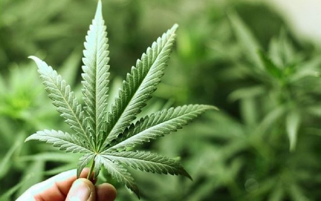 Primer paso hacia el cannabis medicinal legal