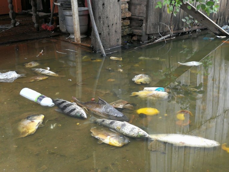 Vecinos de Tablada denuncian mortandad de peces