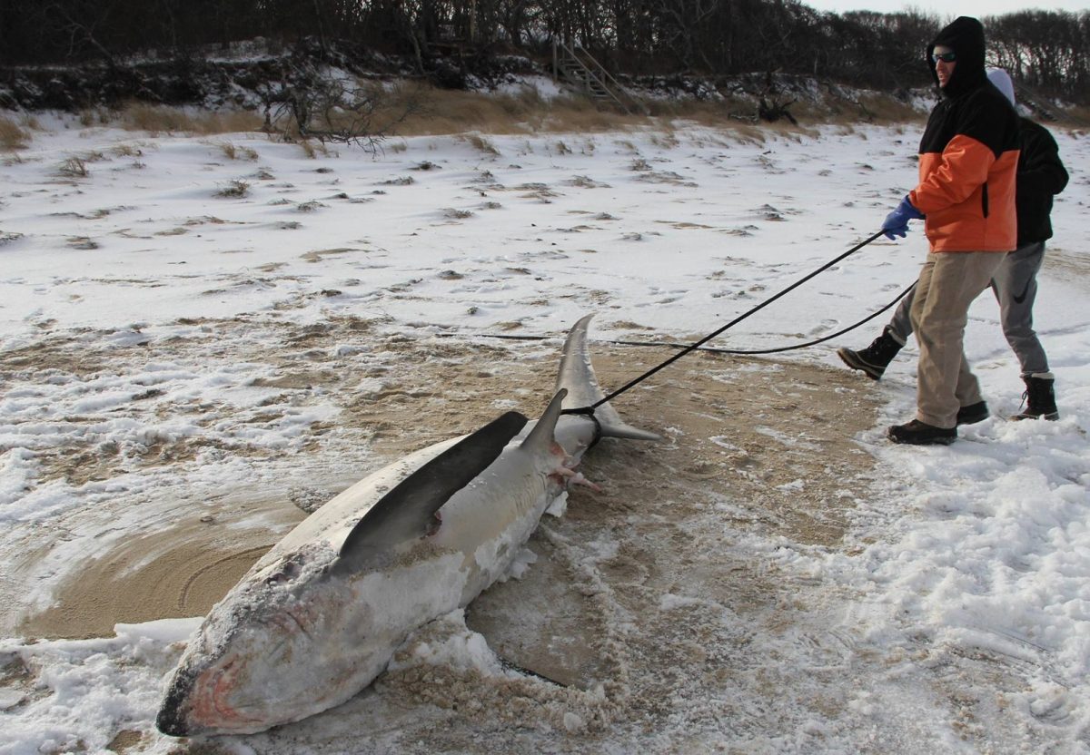 Tiburones mueren congelados en la costa este de Estados Unidos
