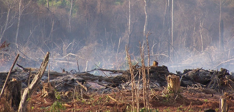 «Deforestación aumenta descontroladamente», denuncian