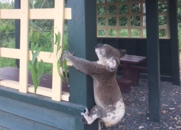 Crueldad animal: Clavan a koala a un poste
